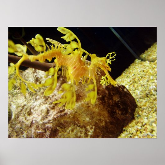 seadragon poster (Voorkant)