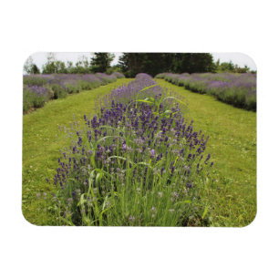 Seafoam Lavender Boerderij Magneet