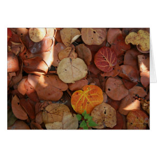 Seagraapzaad Stilleven