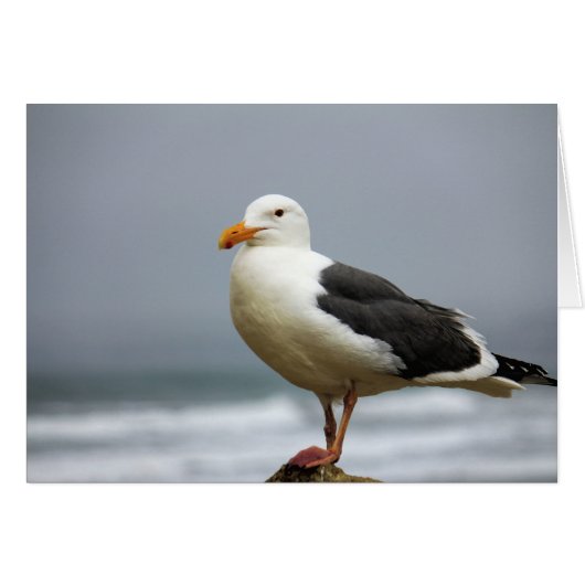 Seaguleren (Voorkant Horizontaal)