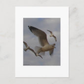 Seaguleren Briefkaart (Voorkant)