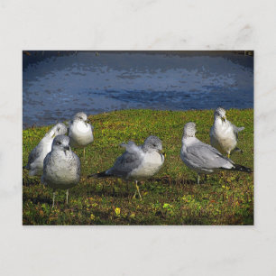 Seaguleren Briefkaart