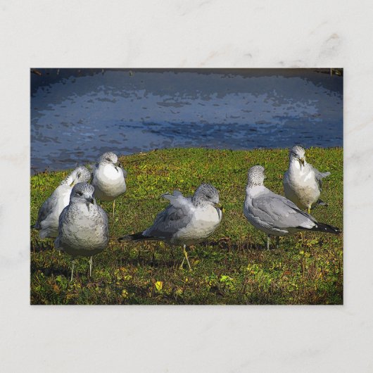 Seaguleren Briefkaart (Voorkant)