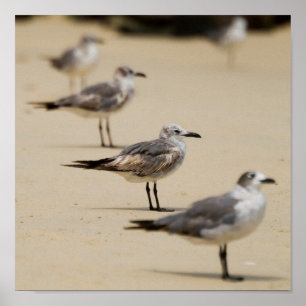 Seaguleren Poster