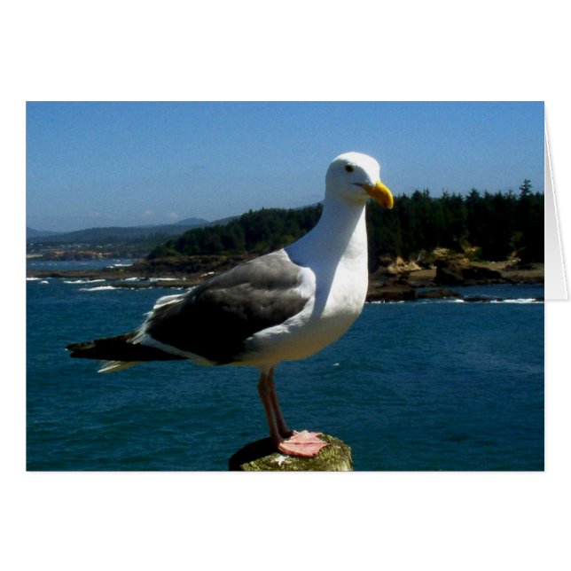 SeaGull (Voorkant Horizontaal)
