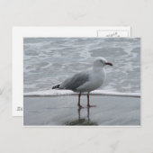 Seagull 2 briefkaart (Voorkant / Achterkant)