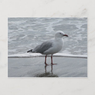 Seagull 2 briefkaart