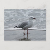 Seagull 2 briefkaart (Voorkant)