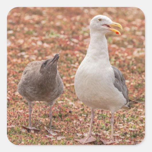 Seagull and Chick Vierkante Sticker (Voorkant)