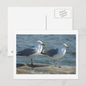Seagull bij Barnegat Inlet Briefkaart (Voorkant / Achterkant)