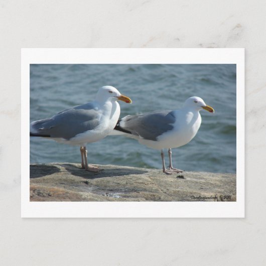 Seagull bij Barnegat Inlet Briefkaart (Voorkant)