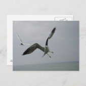 Seagull Bird Briefkaart (Voorkant / Achterkant)
