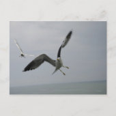 Seagull Bird Briefkaart (Voorkant)