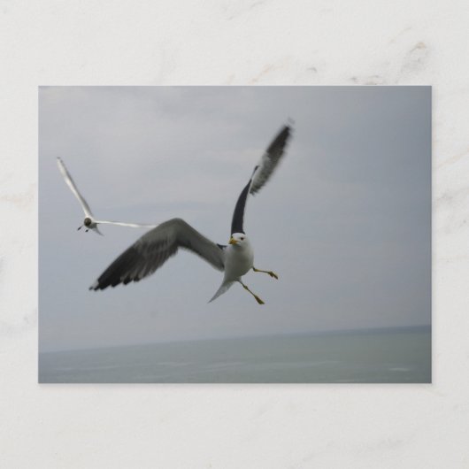 Seagull Bird Briefkaart (Voorkant)