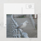 Seagull Bird Briefkaart (Voorkant / Achterkant)