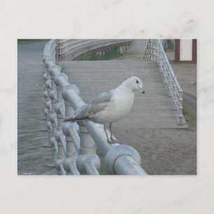 Seagull Bird Briefkaart