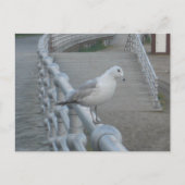 Seagull Bird Briefkaart (Voorkant)