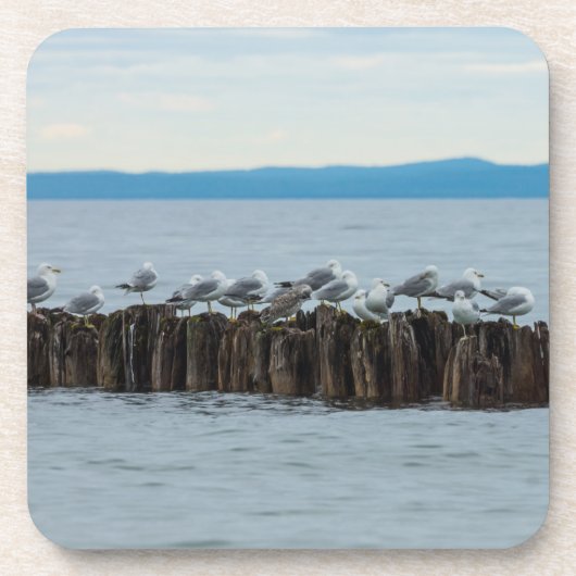 Seagull Breaktime Onderzetter (Voorkant)