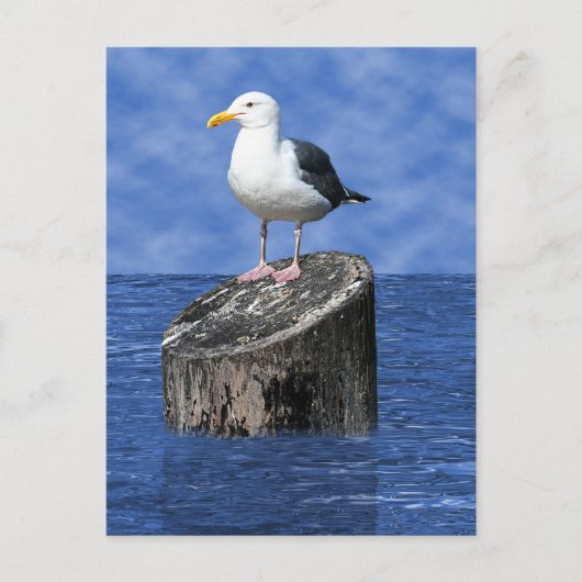 SEAGULL BRIEFKAART (Voorkant)