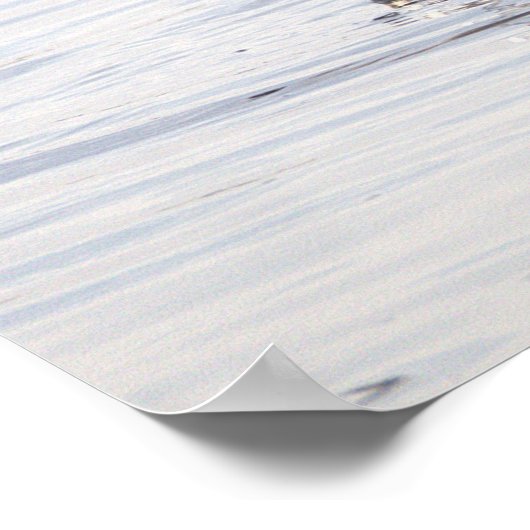 Seagull Crab Fishing Photo Poster (Hoek)