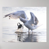 Seagull Crab Fishing Photo Poster (Voorkant)