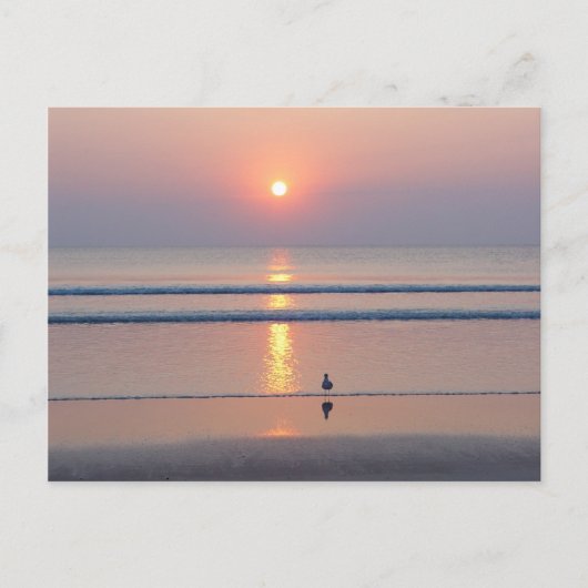 Seagull Daytona Beach FL Ocean Sunrise Briefkaart (Voorkant)