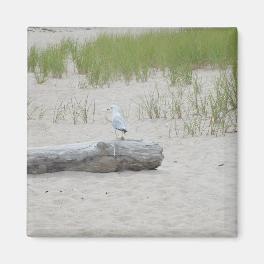 Seagull die op Logon Beach Photo Magnet zit (Voorkant)