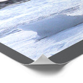 Seagull Eating on Ice Poster (Hoek)