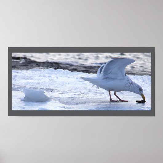 Seagull Eating on Ice Poster (Voorkant)