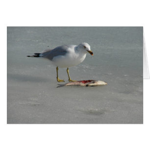 Seagull Eats Fish