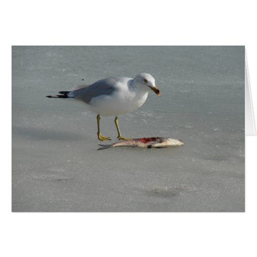 Seagull Eats Fish (Voorkant Horizontaal)