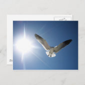Seagull en Sunligh Briefkaart (Voorkant / Achterkant)