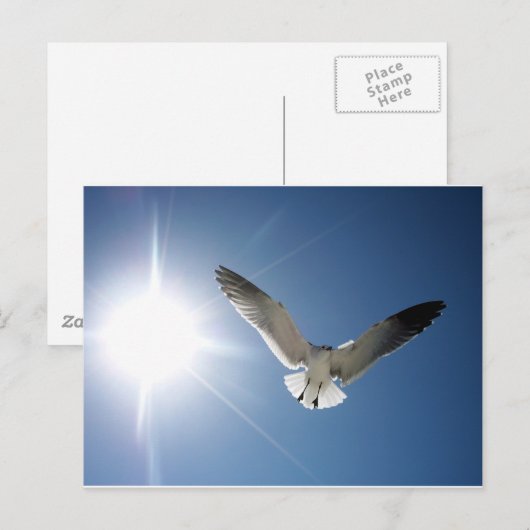 Seagull en Sunligh Briefkaart (Voorkant / Achterkant)