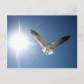 Seagull en Sunligh Briefkaart (Voorkant)