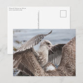 Seagull Fight Briefkaart (Voorkant / Achterkant)