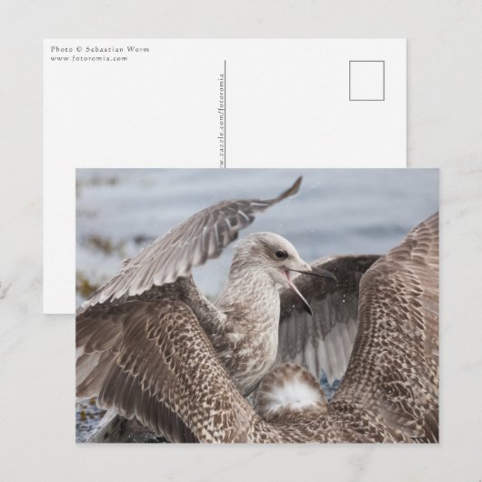 Seagull Fight Briefkaart (Voorkant / Achterkant)