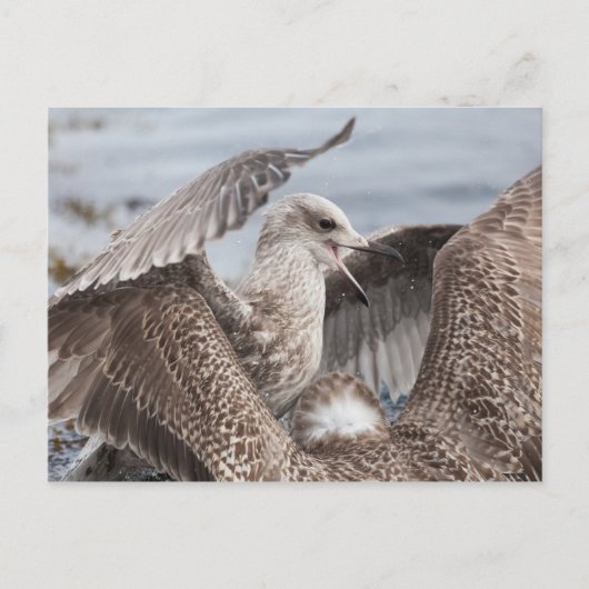 Seagull Fight Briefkaart (Voorkant)