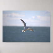 Seagull Flying Photo Poster (Voorkant)