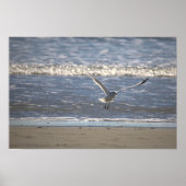 Seagull Flying Photo Poster (Voorkant)