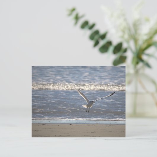 Seagull Flying Postcard Briefkaart (Staand voorkant)