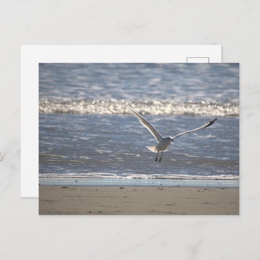 Seagull Flying Postcard Briefkaart (Voorkant / Achterkant)