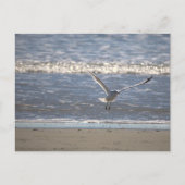 Seagull Flying Postcard Briefkaart (Voorkant)
