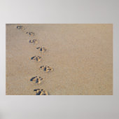 Seagull footprints in the sand poster (Voorkant)