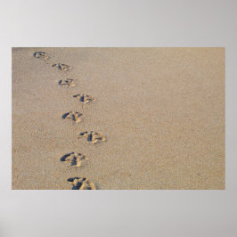 Seagull footprints in the sand poster