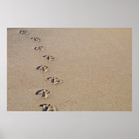 Seagull footprints in the sand poster (Voorkant)