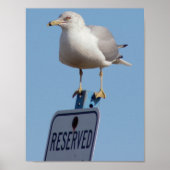 Seagull Foto Poster (Voorkant)