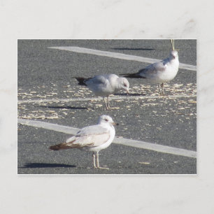 Seagull Group Briefkaart