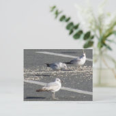 Seagull Group Briefkaart (Staand voorkant)
