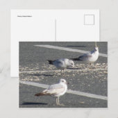 Seagull Group Briefkaart (Voorkant / Achterkant)