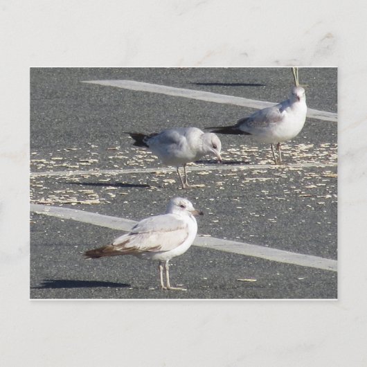 Seagull Group Briefkaart (Voorkant)